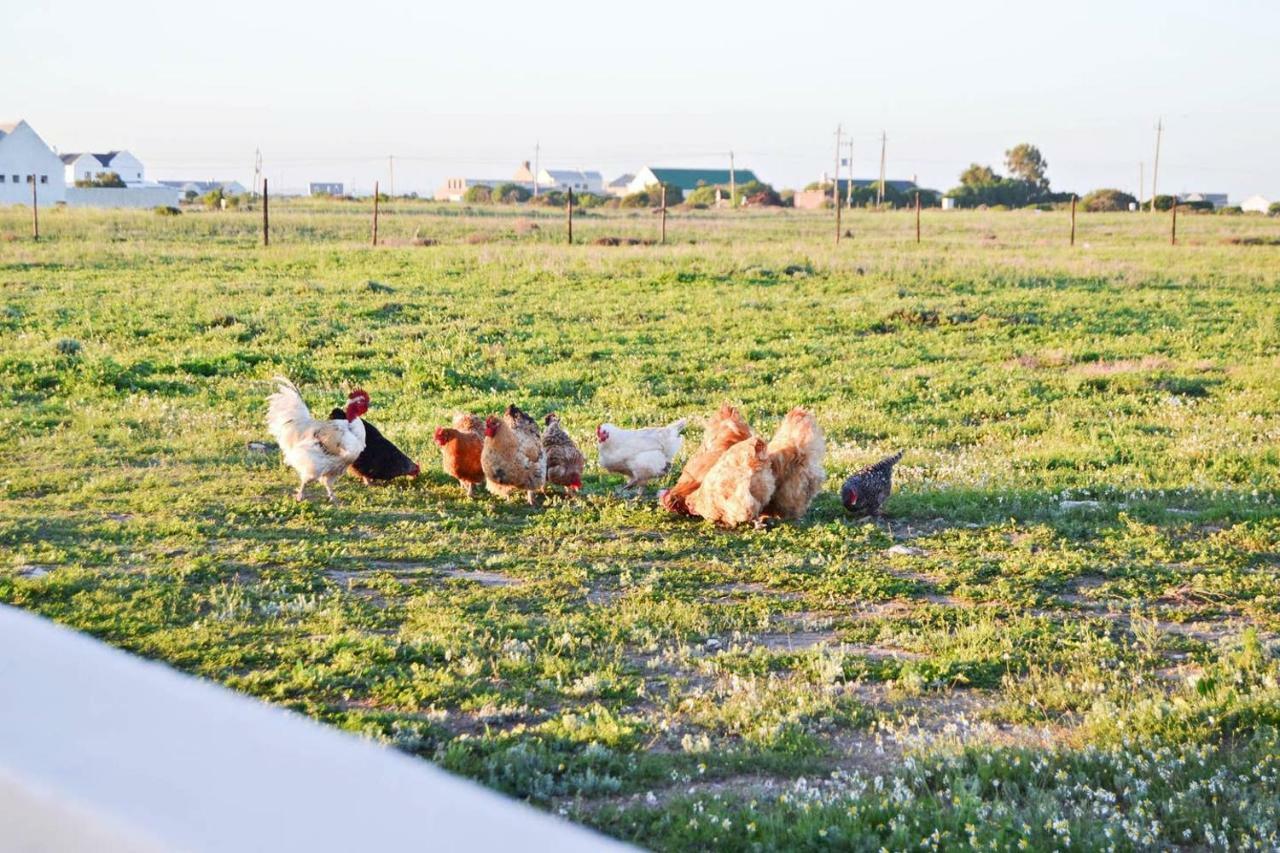 Aintree Farm Cottage Langebaan Eksteriør billede
